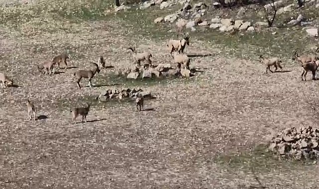 Zarar vermenin cezası 940 bin lira: Diyarbakır'da sürü halinde görüntülendi