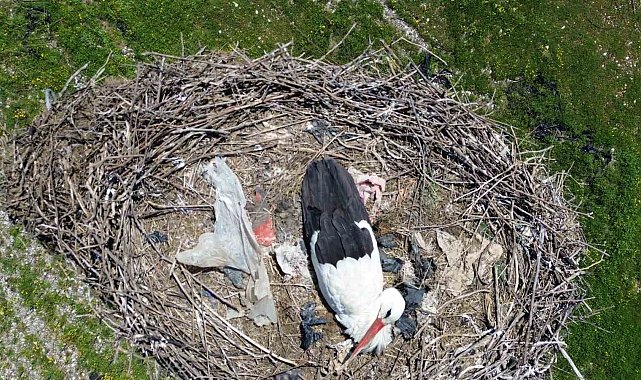 15 yıllık 'komşu': Leylek 'Ciran' ailenin maskotu oldu