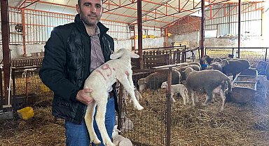 57 yıldır safkan damızlık Karacabey merinosu yetiştiriyorlar, birçok sürüde imzaları var