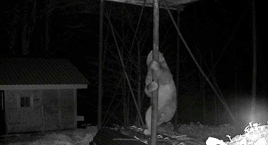 Aç kalan ayı kovanlara ulaşmak için düz demire tırmanmaya çalıştı