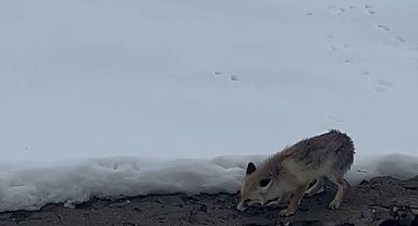 Aç kalan tilkiyi elleriyle besledi