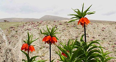 Afşin'de ters laleler açtı: Koparana 700 bin TL ceza