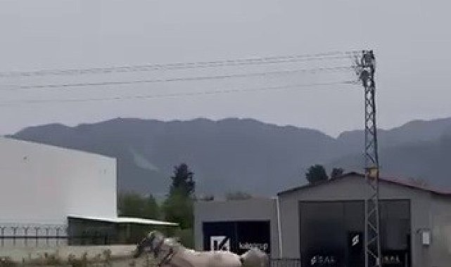 Akan trafikte panik anları: Kaçak at pistte yarışırcasına ilerledi