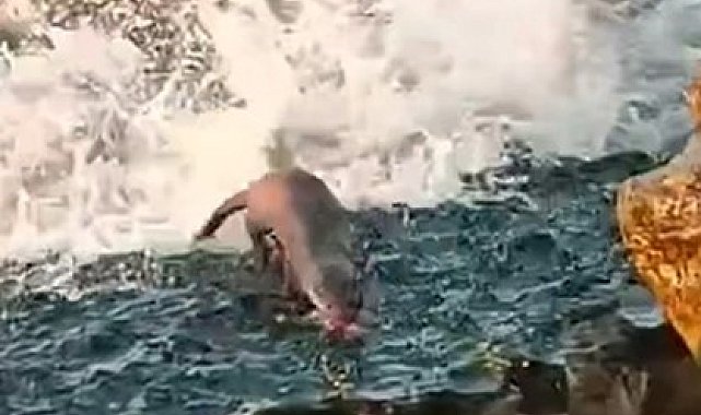 Akçakoca'da görülen su samuru vatandaşları heyecanlandırdı