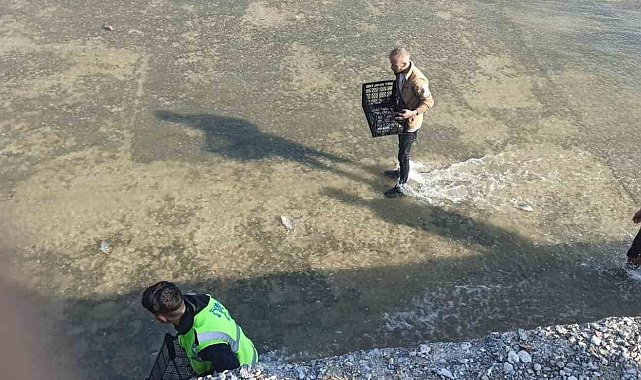 Akıntıya kapılan balıkları yakalamak için birbirleriyle yarıştılar