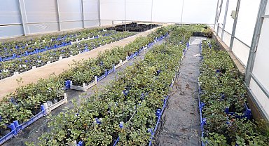 Antalya'da keçiboynuzu üreticisine fidan desteği