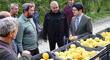 Arsuz'da limon hasadı başladı