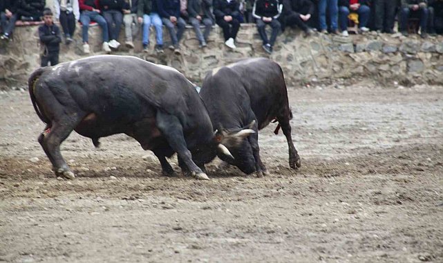 Artvin'de boğa güreşleri sezonu Sarıgöl'de açıldı