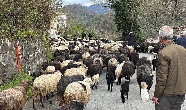 Artvin'de zorlu yayla göçü başladı