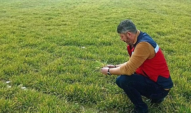 Aslanapa'da soğuktan zarar gören hububat ekili alanlarda inceleme