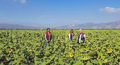 Ayçiçeğinde tohum desteği başladı