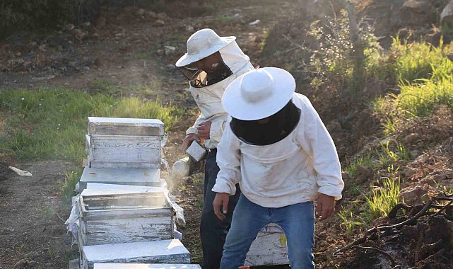Aydın'da arı kolonileri gençleşiyor, arıcılar sezondan umutlu