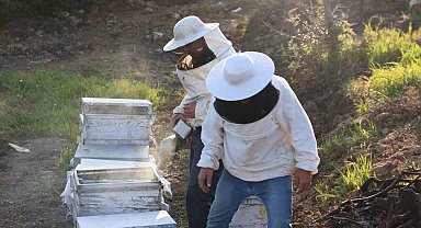 Aydın'da arı kolonileri gençleşiyor, arıcılar sezondan umutlu