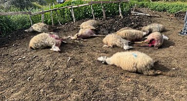 Aydın'da kurt saldırısı vatandaşları tedirgin etti