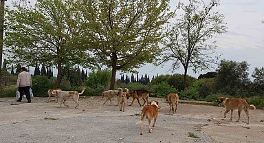 Aydın'da sokak köpeği sorunu devam ediyor