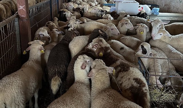Aydıntepe'de şap hastalığına yönelik NSP ve bağışıklık takibi başlatıldı