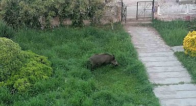 Ayvalık'ta Çamlık'ı yaban domuzları bastı