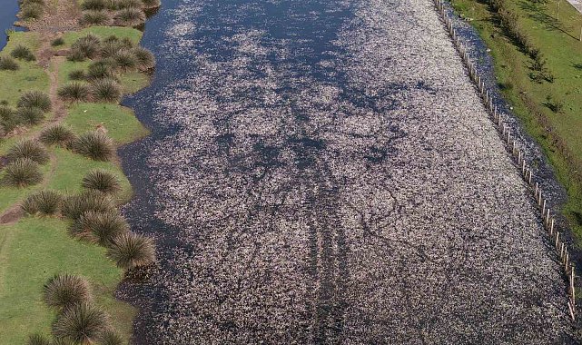 Baharın güzelliği deltada: Su papatyaları ve mandalarıyla ziyaretçilerin ilgi odağı