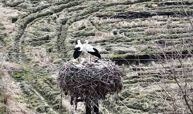 Baharın müjdecisi leylekler Sinop'a geldi