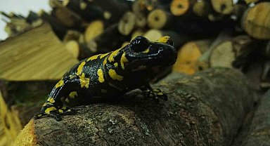 Baharla birlikte Benekli Semenderler çıkmaya başladı; Zarar vermenin bedeli, 557.212 TL