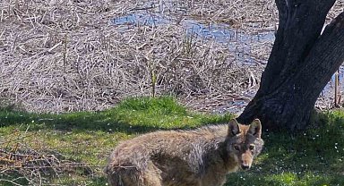 Balık tutmaya giderken kurtla karşılaştılar