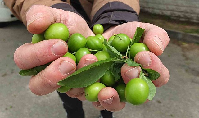 Balıkesir'de ilk erik hasadı yapıldı