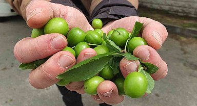 Balıkesir'de ilk erik hasadı yapıldı