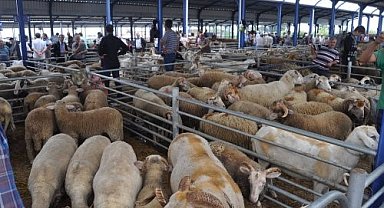 Balıkesir'de Kurban Bayramı öncesi şap alarmı: Hayvan pazarları kapatıldı