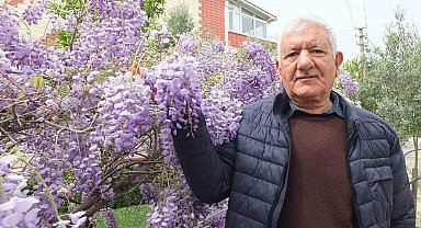 Balıkesir'de mor salkım güzelliği başladı