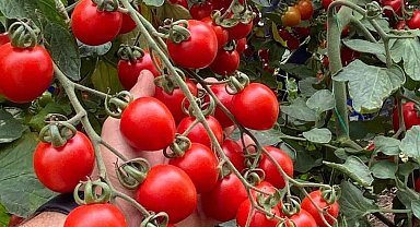 Balıkesir'de zincir markete 'fahiş fiyat' incelemesi... Zincir markette kokteyl domates vurgunu!