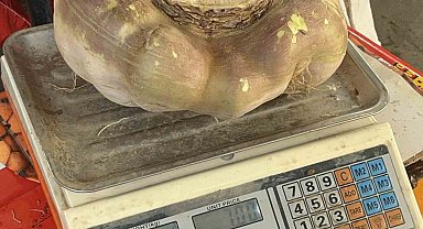 Batman'da dev turp görenleri şaşırttı