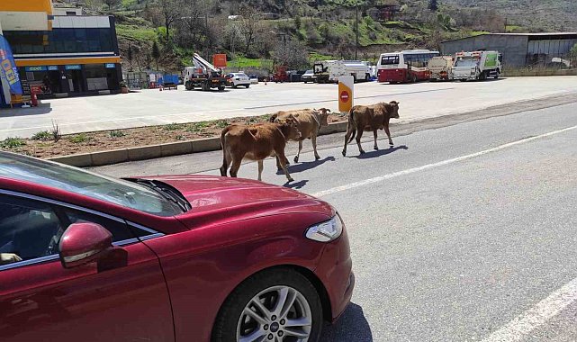 Batman'da yola çıkan büyükbaş hayvanlar sürücülere zor anlar yaşatıyor