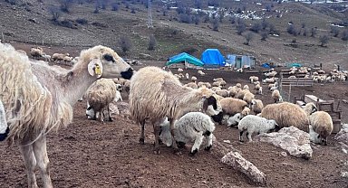 Bayburt'ta küçükbaş hayvancılığa destek başvuruları sürüyor