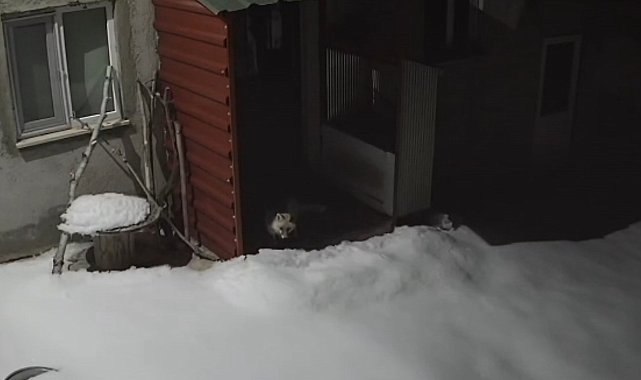 Bayburt'ta vaşaktan sonra bu kez tilki tavşan avladı