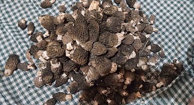 Beyşehir'de kuzugöbeği tutkunları sahaya çıktı