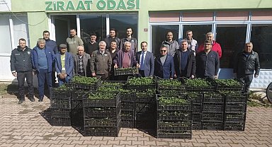 Bilecik'te 8 bin çilek fidesi üreticiyle buluştu