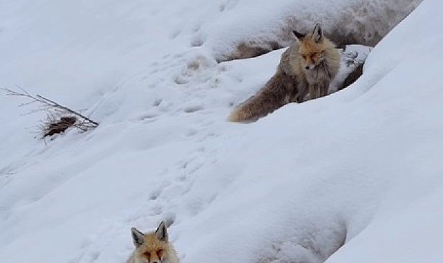 Bingöl'de yuvasında görüntülenen kızıl tilki mest etti