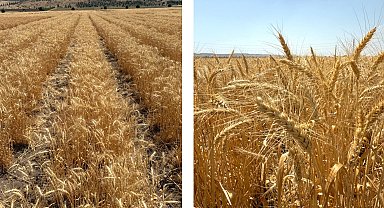 Bisküvilik buğday üretimi başladı
