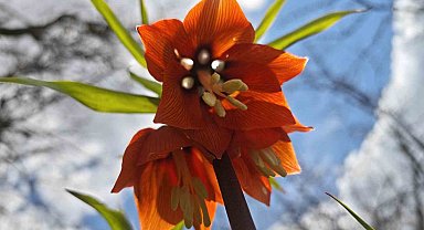 Bitlis'te açan ters laleler görsel şölen sunuyor