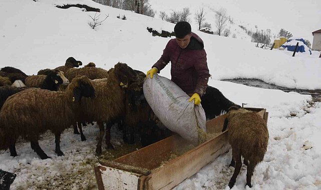 Bitlis'te kış mevsiminin uzaması küçükbaş hayvancılığı vurdu