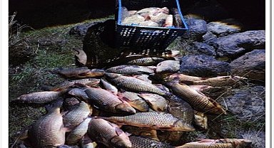 Bolu'da 250 kilo ağırlığındaki 100 canlı sazan balığı kurtarıldı