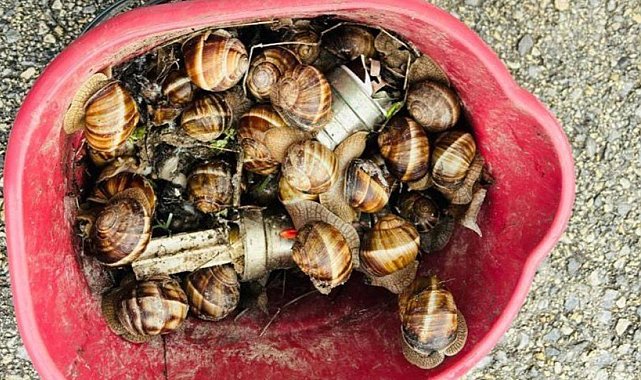 Bolu'da kaçak toplanan 16 kilogram salyangoz ele geçirildi