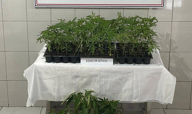 Bozdoğan'da 174 kök kenevir ele geçirildi