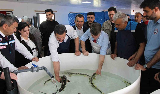 Bu balığın havyarı 'siyah inci': Karadeniz'e 8 bin adet dağıtılacak, çiple takip edilecek