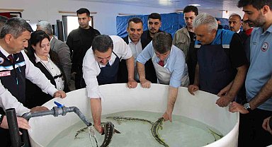 Bu balığın havyarı 'siyah inci': Karadeniz'e 8 bin adet dağıtılacak, çiple takip edilecek