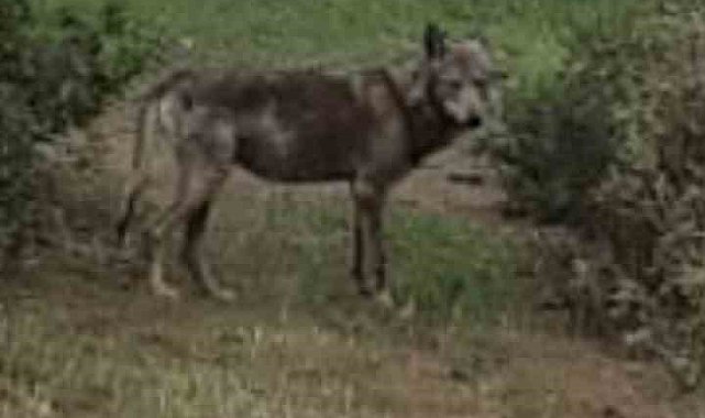 Buldan'da kurt bir kez daha görüldü