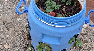 Buldanlı üreticiler atık malzemeleri tarımda değerlendiriyor