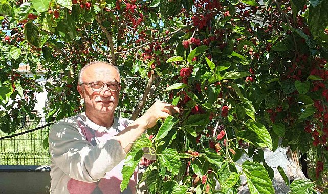 Burhaniye'de baharın ilk meyveleri dutlar kendini gösterdi