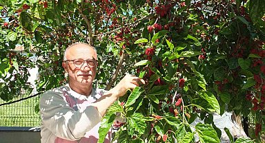 Burhaniye'de baharın ilk meyveleri dutlar kendini gösterdi