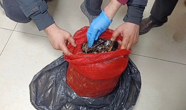 Bursa ve Balıkesir'de eş zamanlı operasyon: Tonlarca midye ele geçirildi